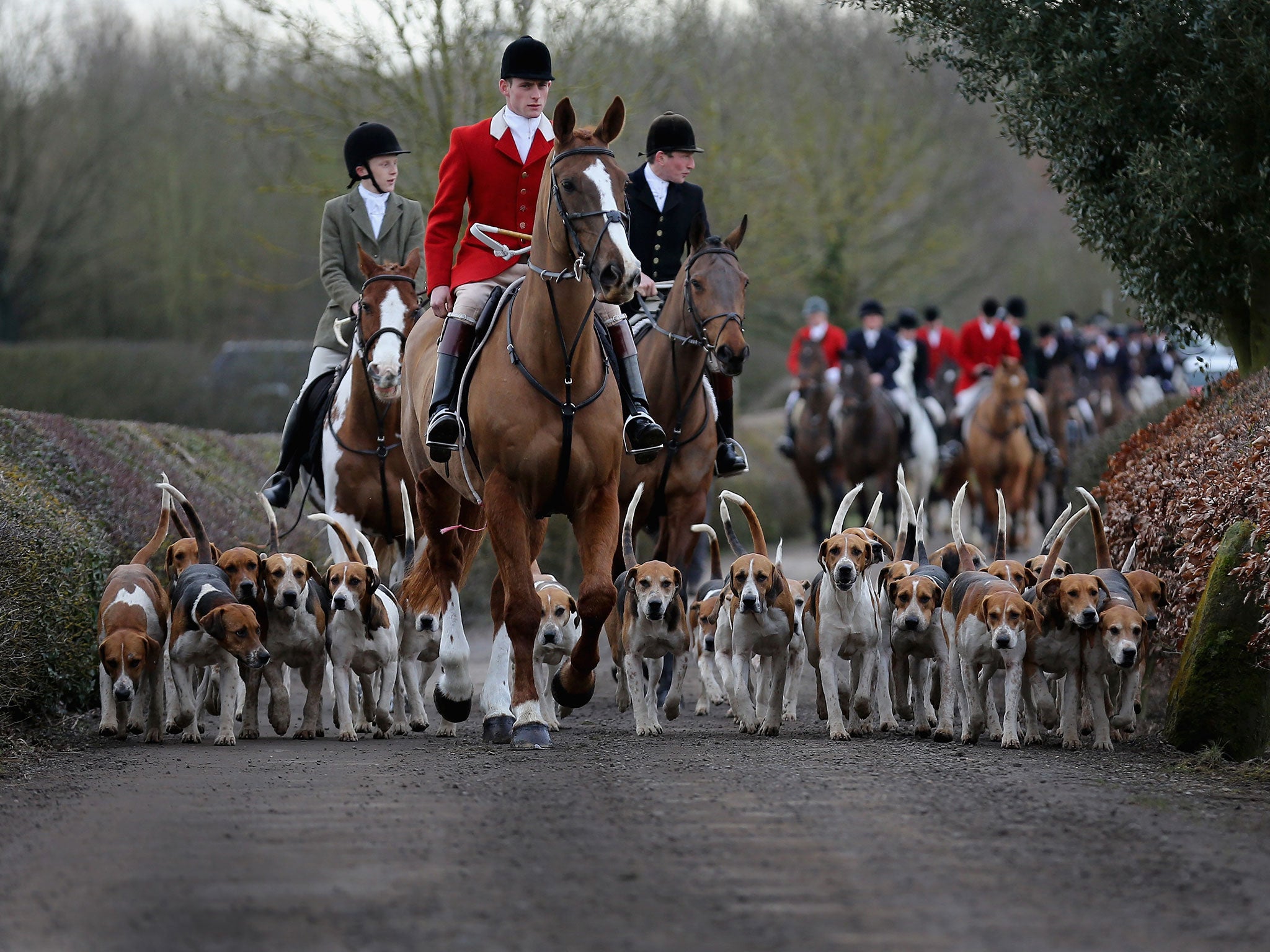 The hounds of the Atherstone Hunt are led by Hunstman Stuart Barton on March 5, 2015 in Bosworth, England