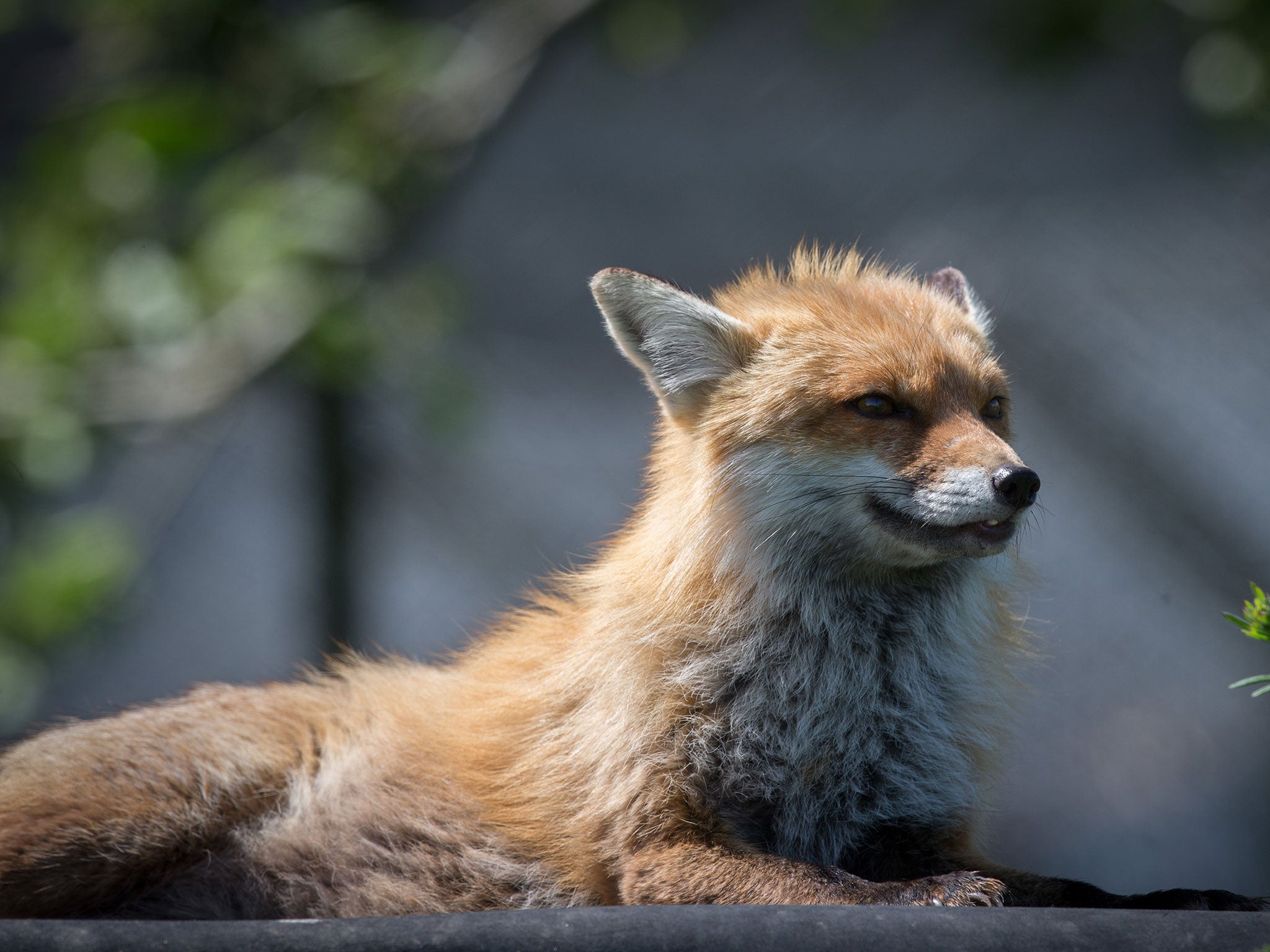 A resident fox is seen at Secret World Wildlife Rescue in East Huntspill near Highbridge on May 18, 2015 in Somerset, England