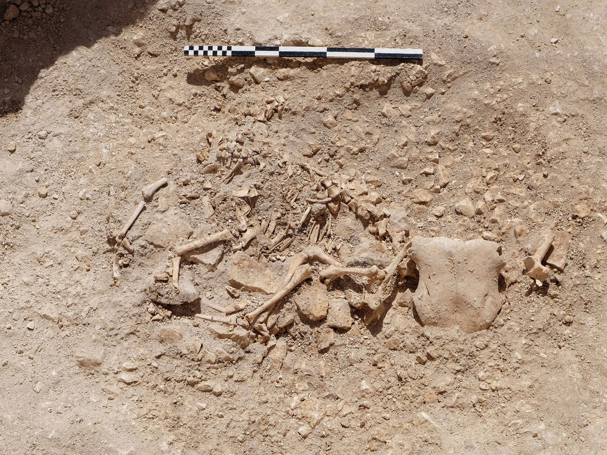 Sheep skeleton with two heads - its own very fragmentary one and a bull's one