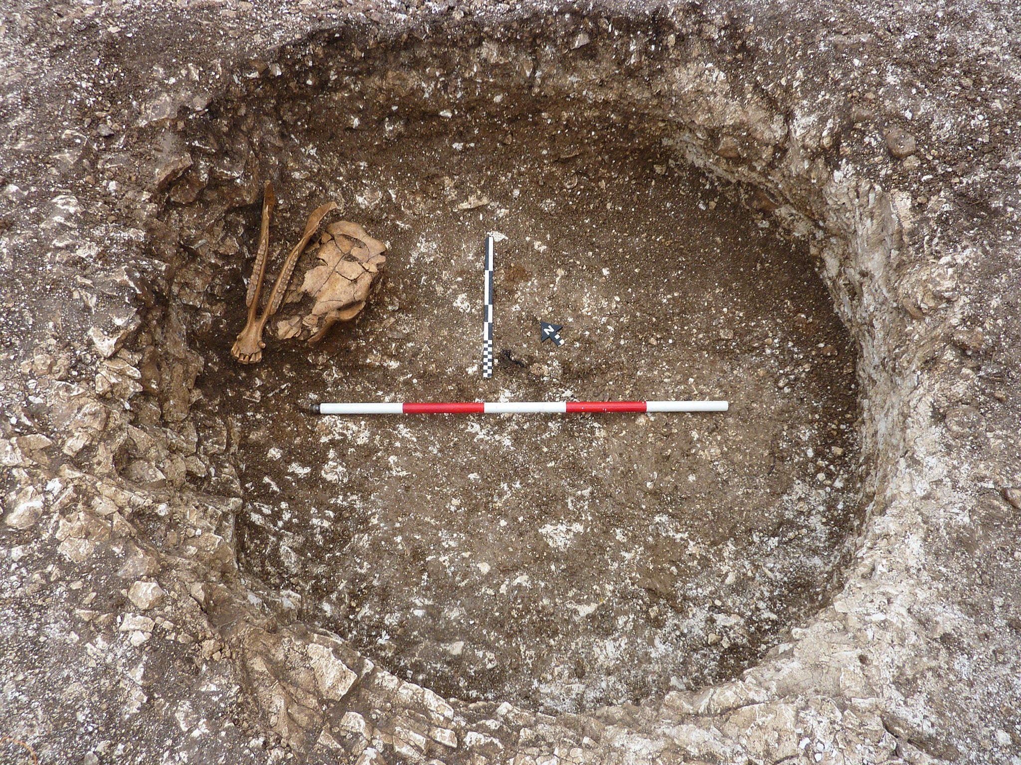 Cow skull (minus its lower jaw) and horse lower jaw at the bottom the base of an Iron Age pit