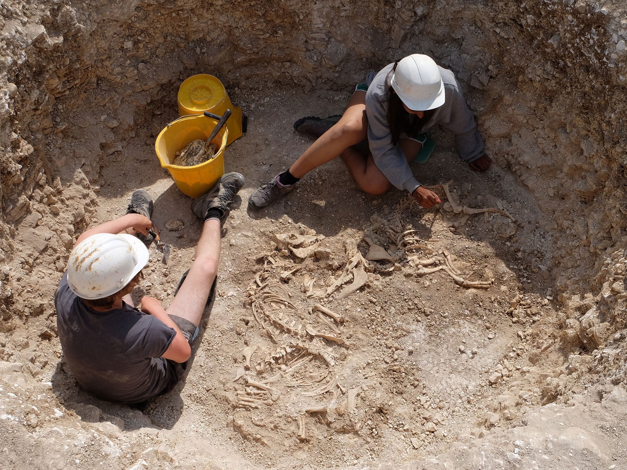 Pig burials being excavated