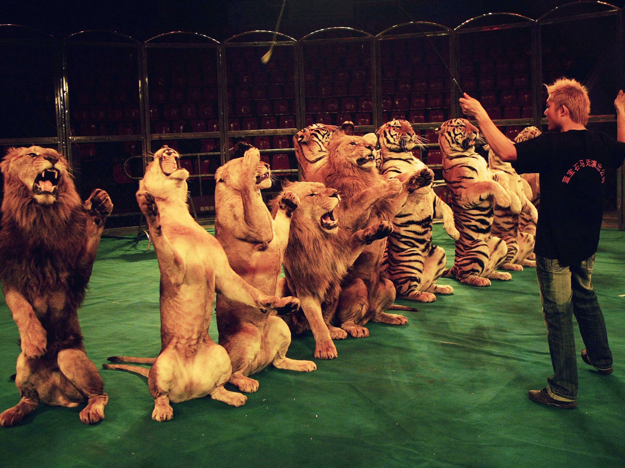 Lions and tigers are trained for the circus