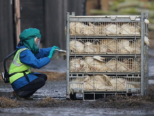 Ducks culled at a farm near Nafferton, East Yorkshire where a strain of bird flu was confirmed in 2014