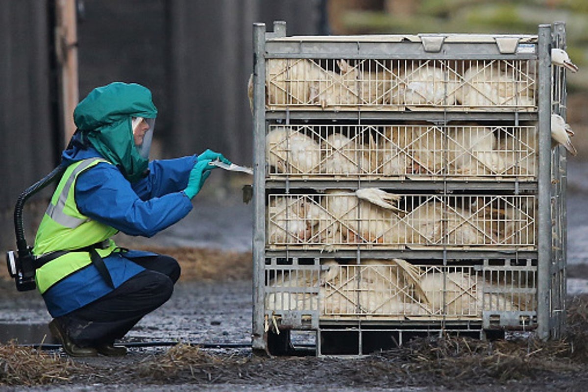 Bird flu in Lancashire: 170,000 animals to be culled after suspected ...