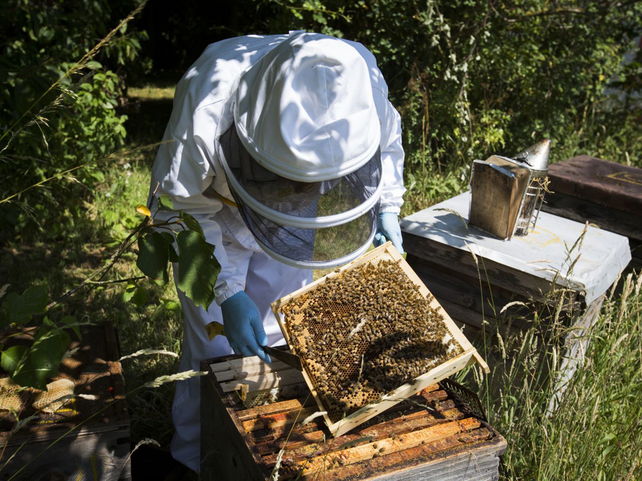 Rebecca Marshall working with the bees