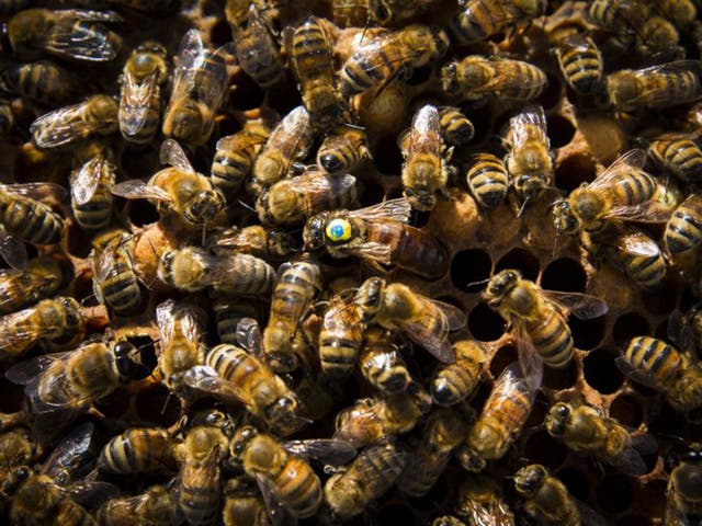 The number of beehives has declined by 73 per cent, falling from a million hives in 1900 to just 270,000 in 2015 (Andrew Fox)