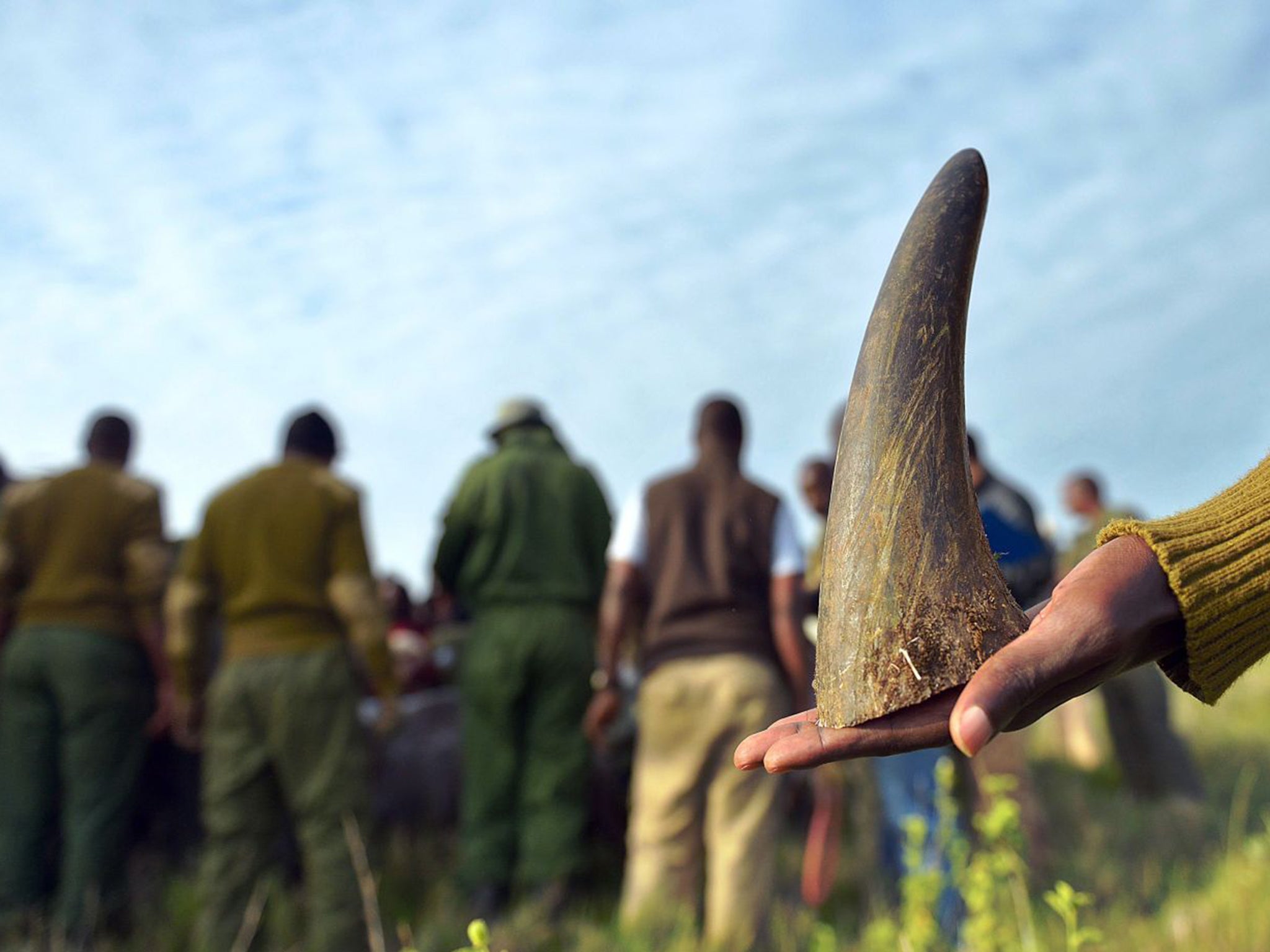 At £32,000 a kilogram, rhino horn is worth more by weight than gold, and is not far from the street value of cocaine