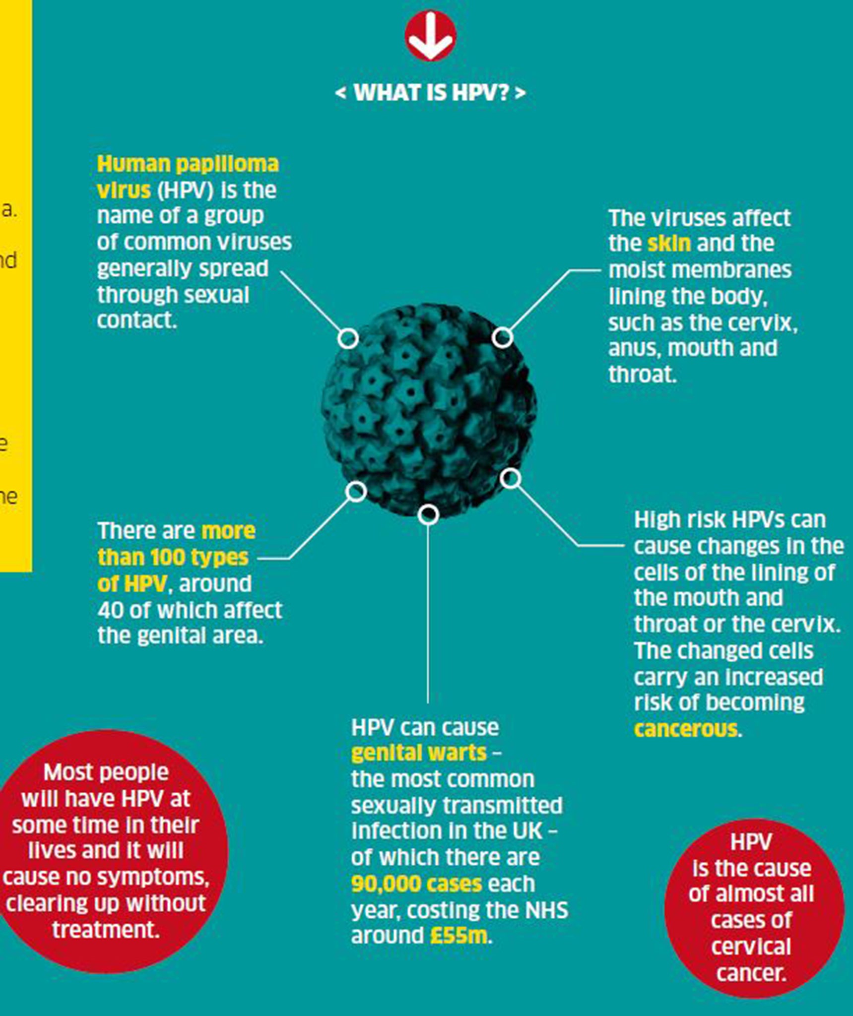 HPV Positive: What Do I Do  LloydsPharmacy Online Doctor UK