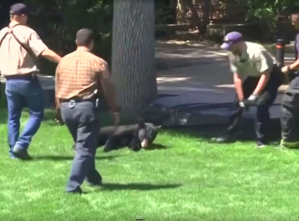 Tranquilized Bear Falls From Tree Trampoline