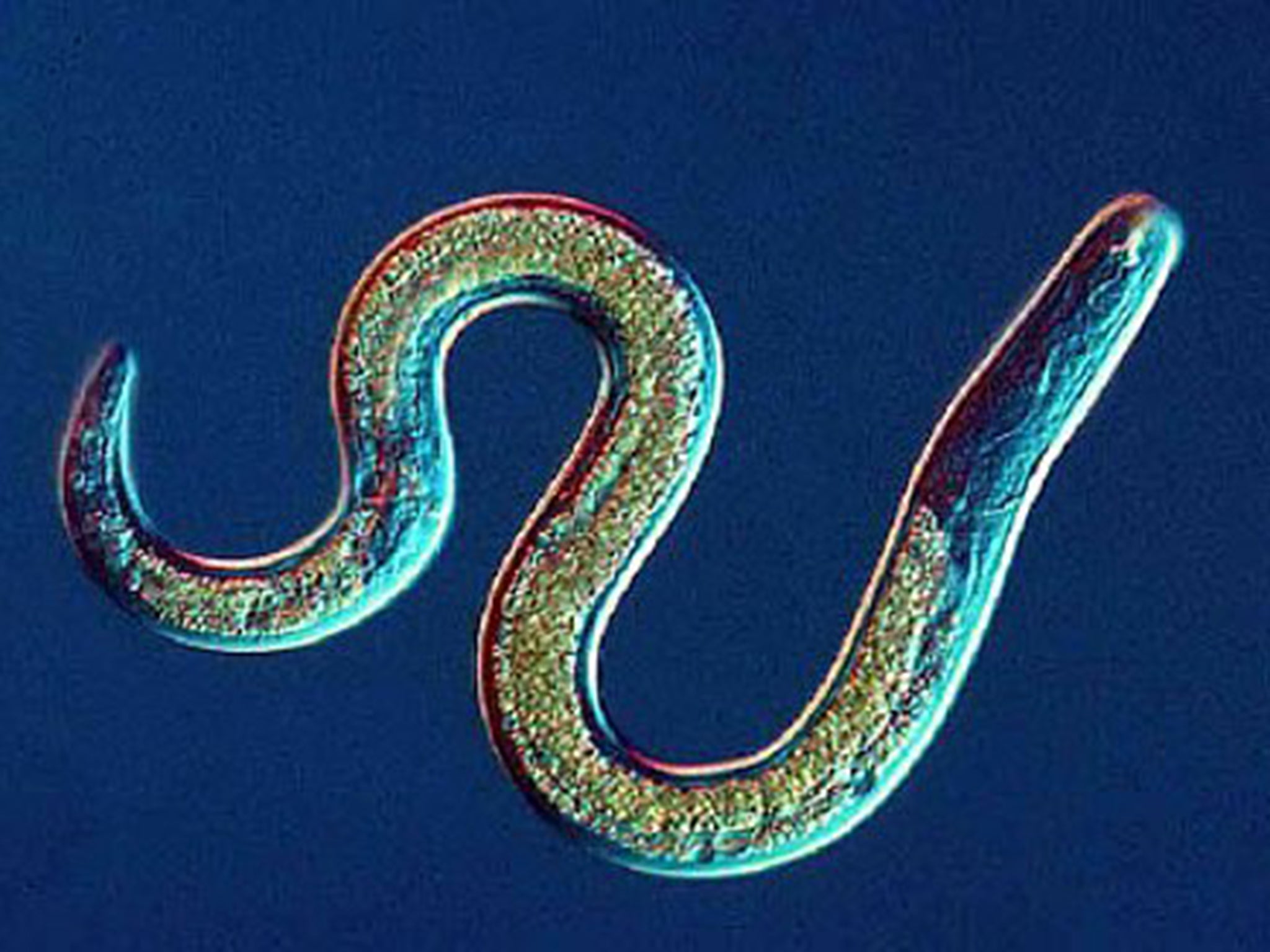 Nematodes are the most numerous multicellular animals on earth. A handful of soil will contain thousands of the microscopic worms, many of them parasites of insects, plants or animals