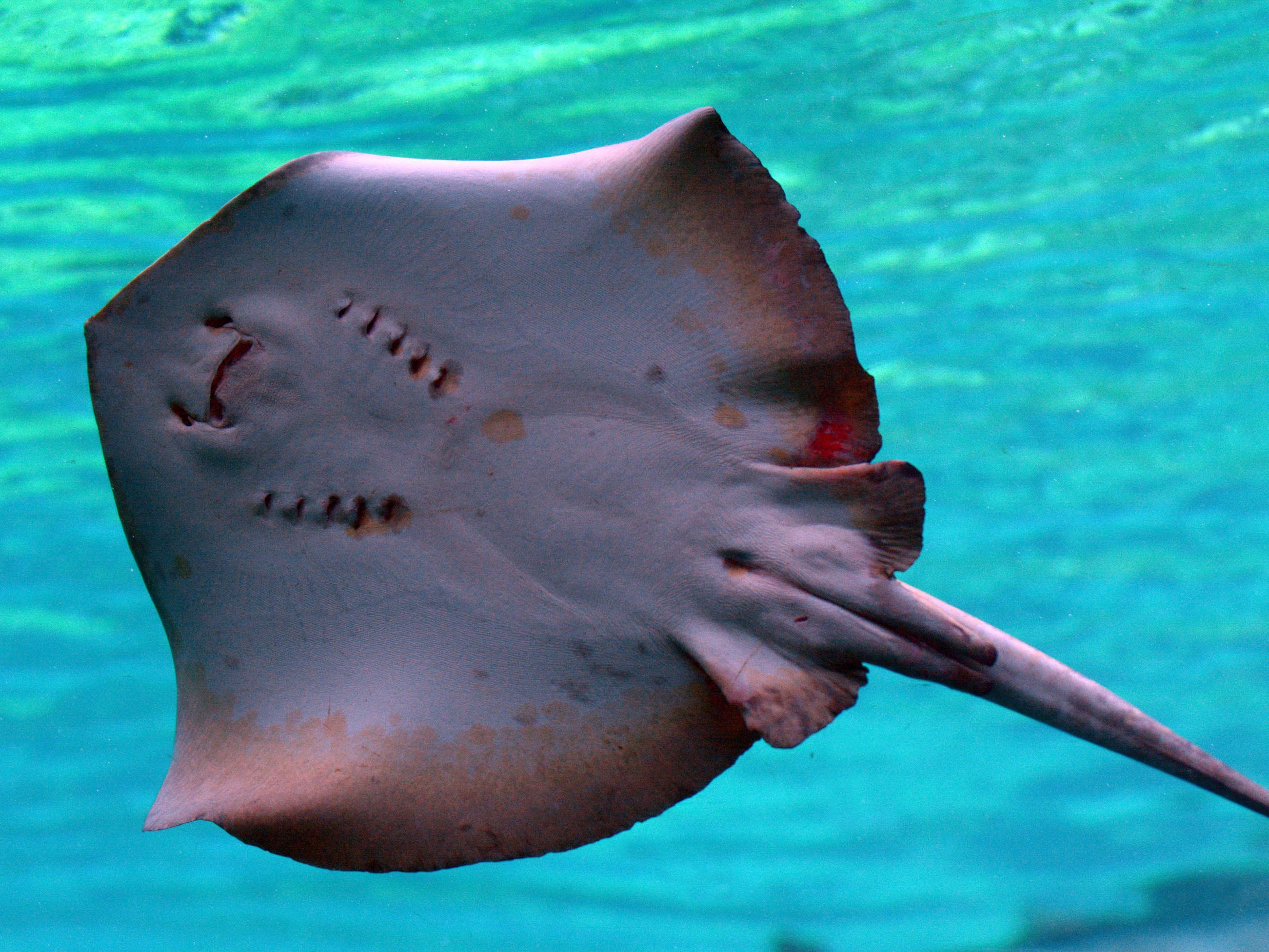 54 rays died at the Chicago zoo after a tank malfunction