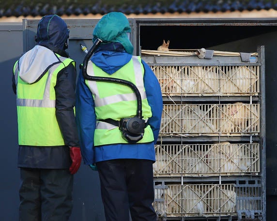 Workers disposing of dead birds after Avian Flu outbreak in Yorkshire in November 2014