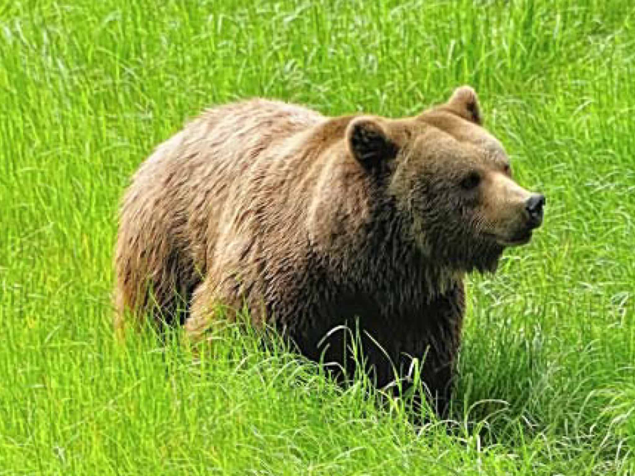 Brown bear