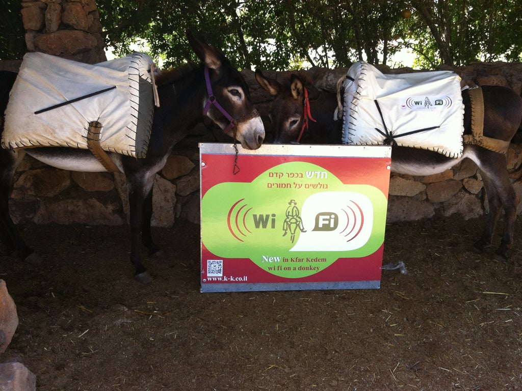 Wi-fi enabled Donkeys at Kfar Kedem