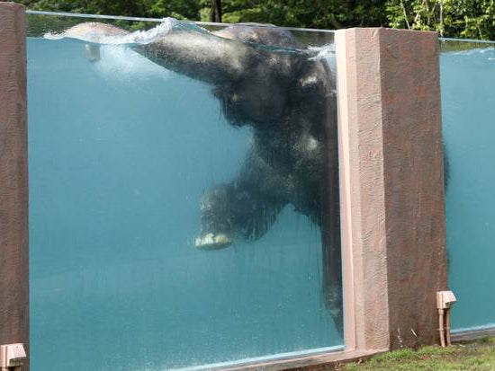 Japanese zoo builds transparent swimming pool for elephants