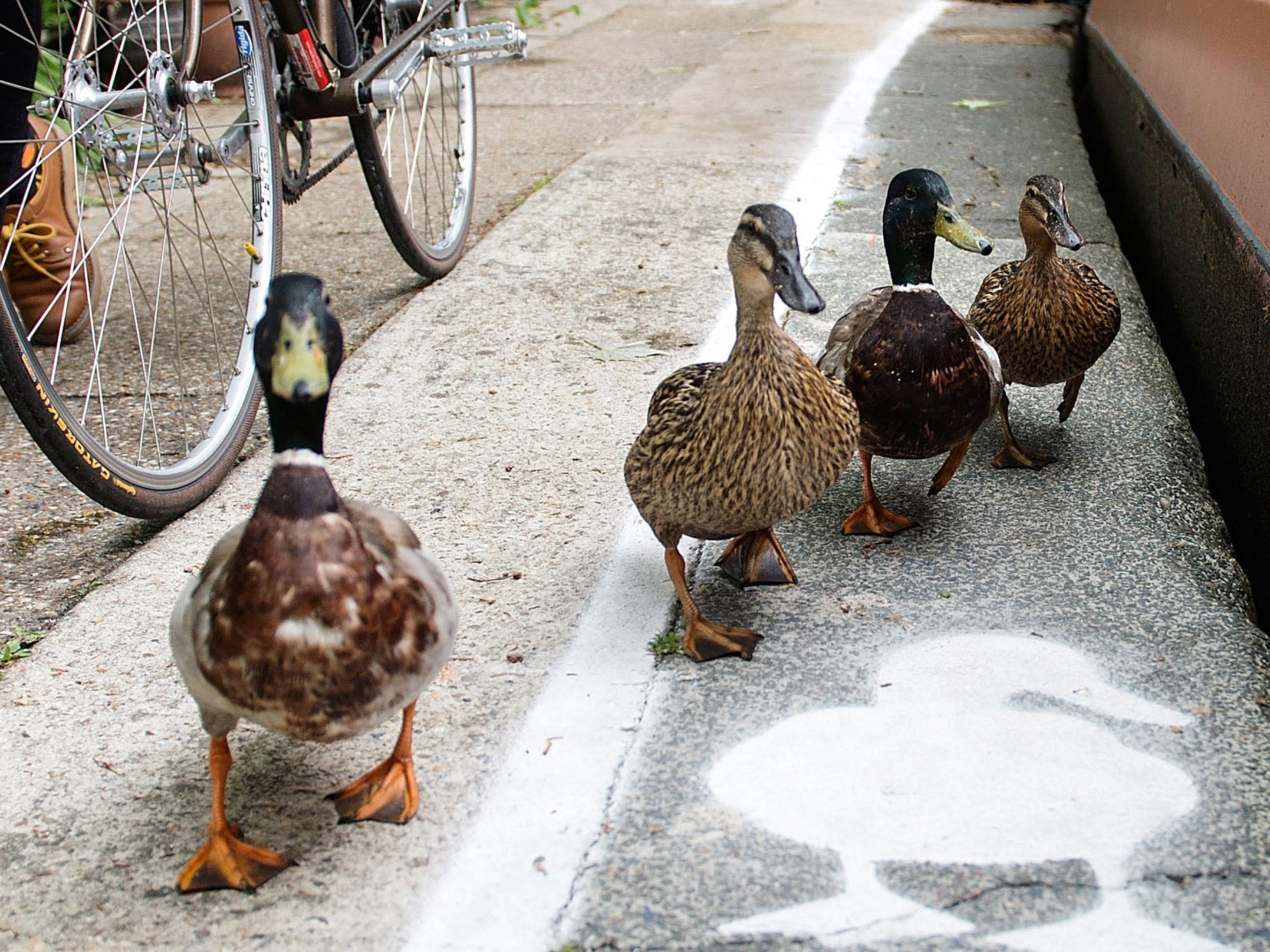 This is a picture of some ducks