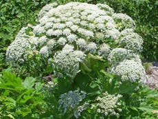 Giant hogweed: What the toxic plant does to humans