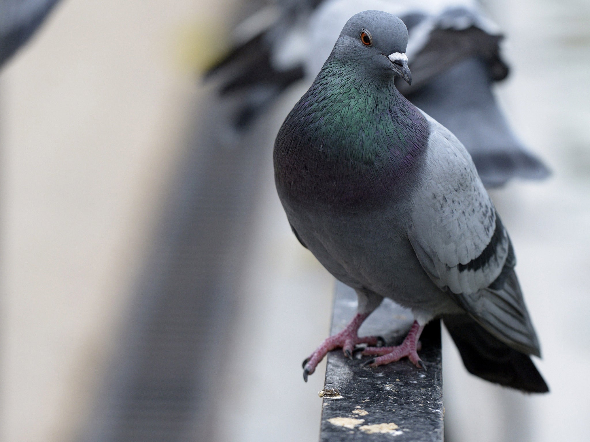 Officials estimate the pigeon population will fall by up to 80 per cent within five years. File photo