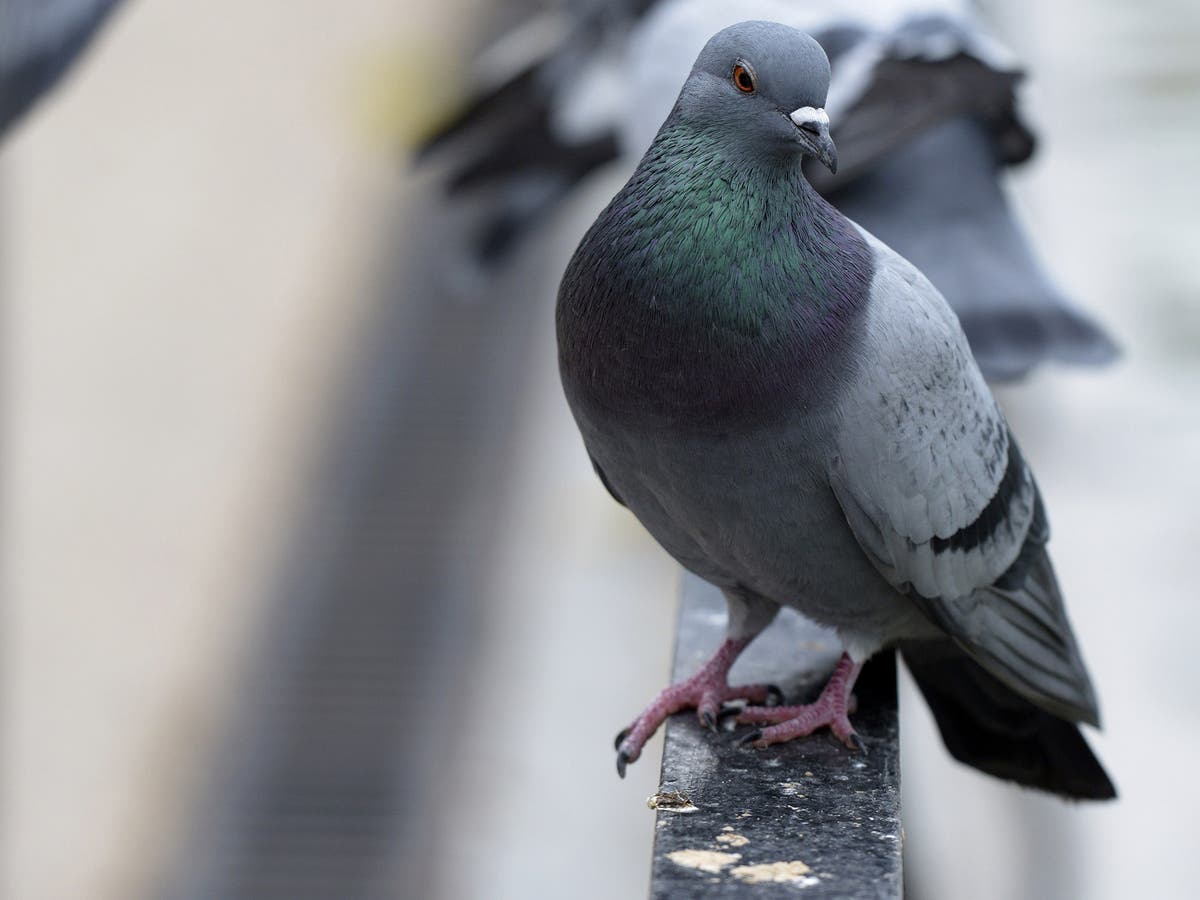 Spanish town puts its pigeons on the pill in bid to reduce numbers ...