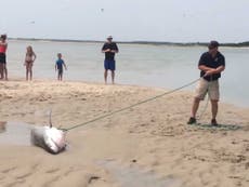 Shark rescue video: Watch the moment beach-goers rescue stranded great