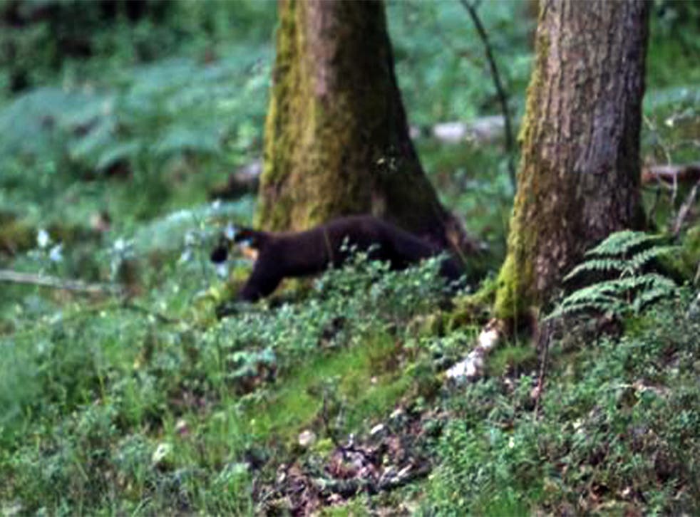 Caught on camera: Dave Pearce’s photograph is the first confirmed sighting of a wild English pine marten in a century