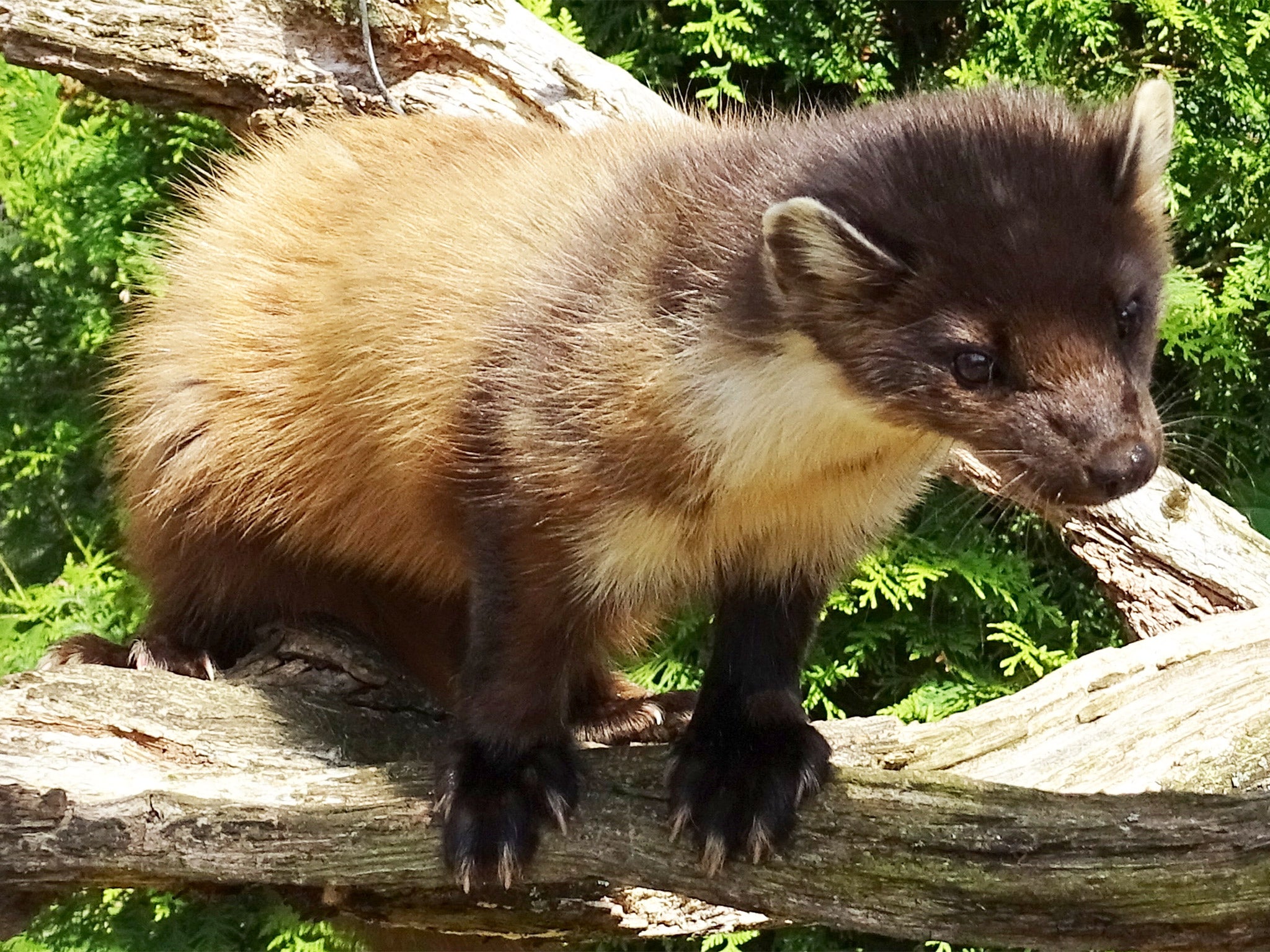 The elusive pine marten is believed to be on the brink of extinction in England and Wales