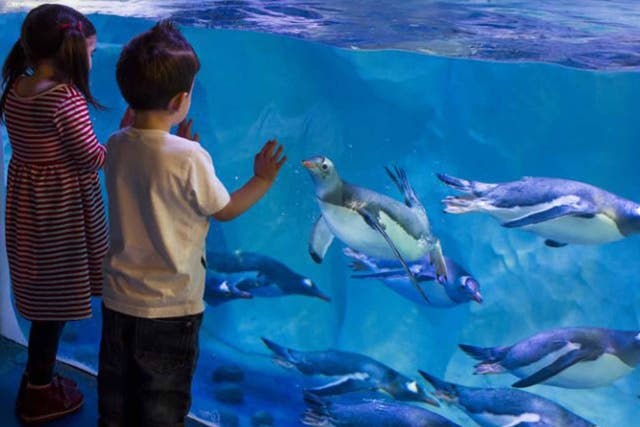 Children at the National Sea Life Centre in Birmingham (File photo)