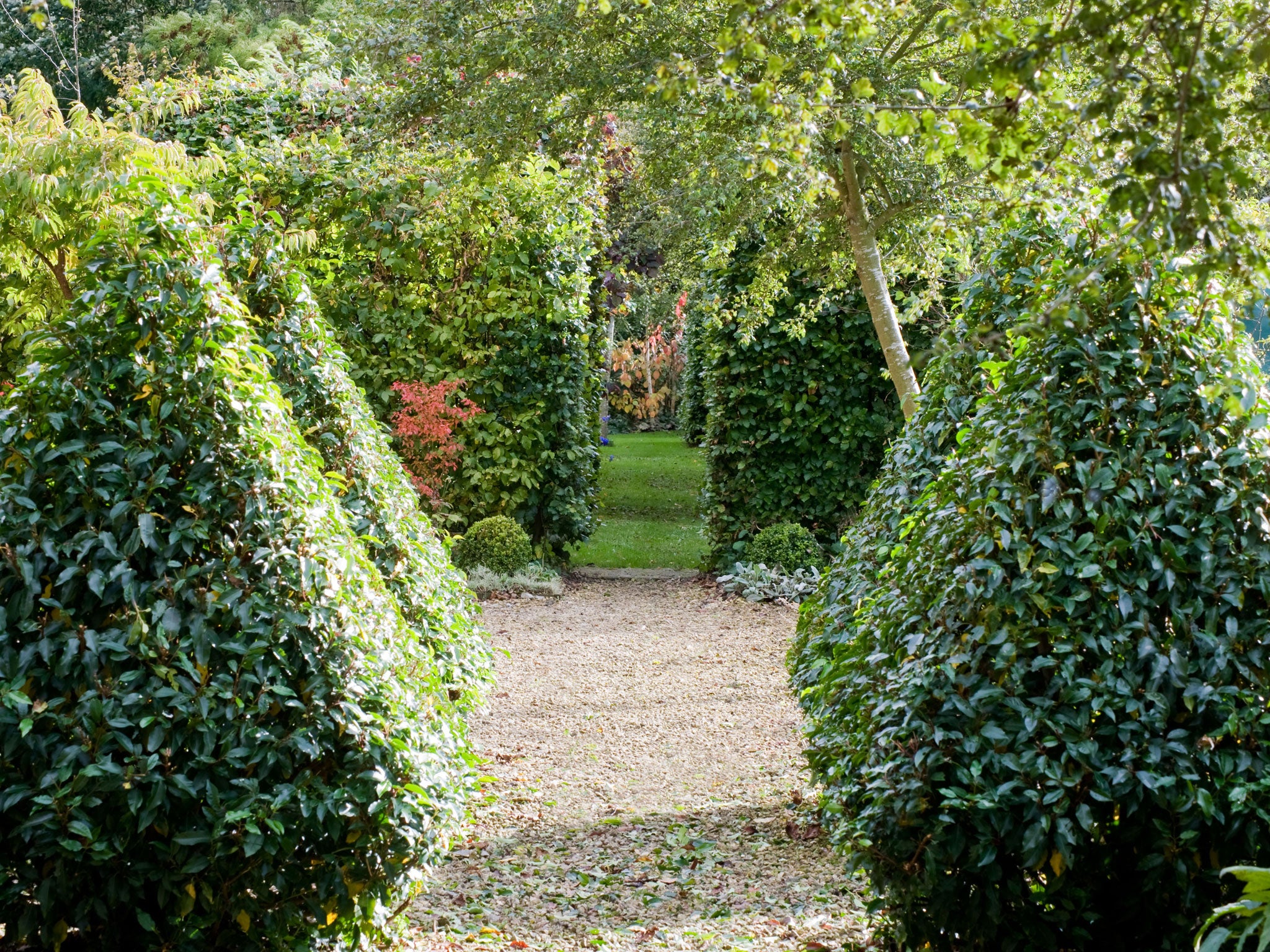 Trained bay trees, such as lollipops or these pyramids, can be clipped to shape this month or next