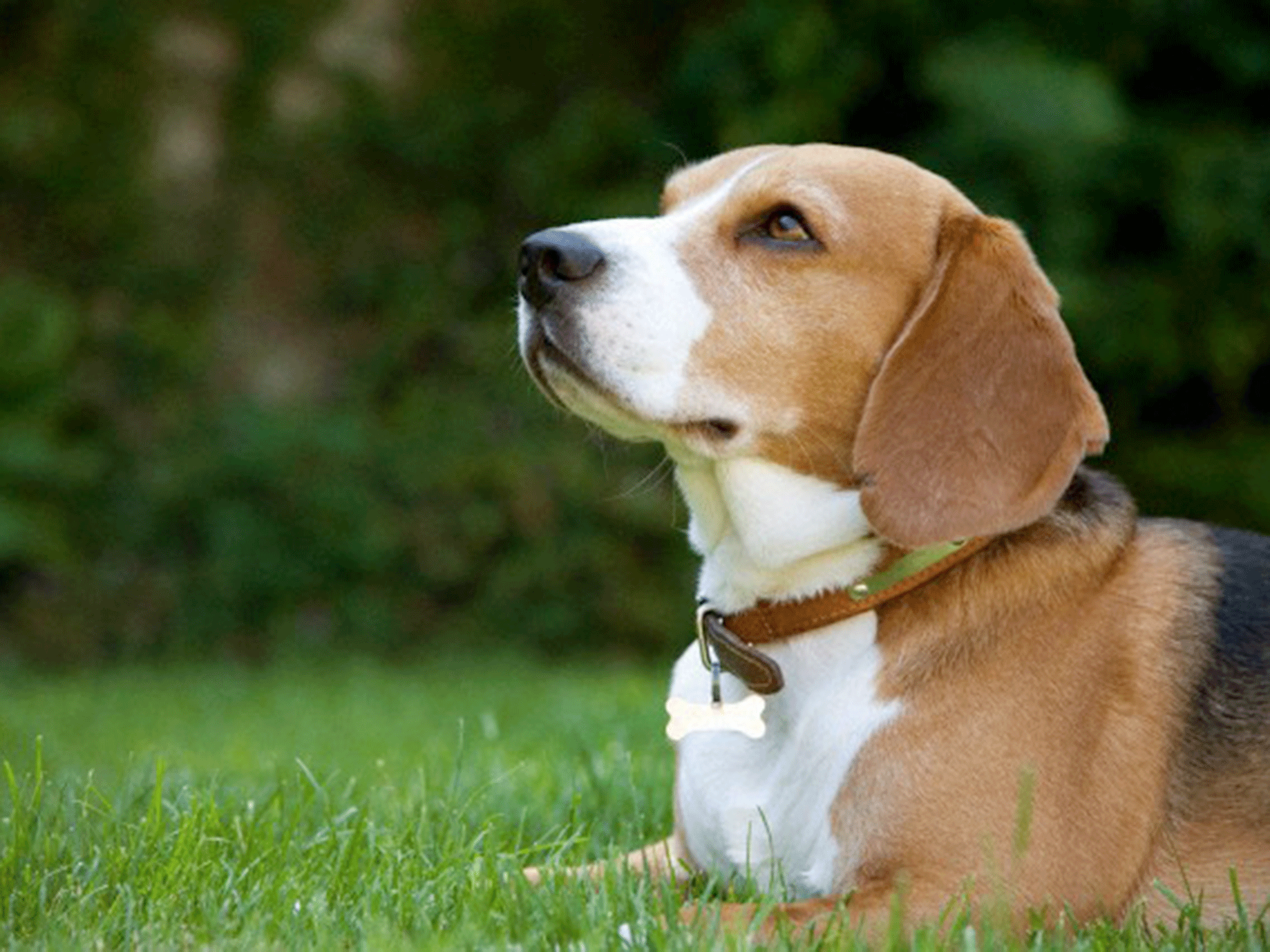 Animal rights campaigners have condemned Government decision to give the go-ahead to a facility which will breed beagles for experiments (file image)