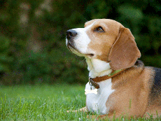 Facility given the go-ahead to breed beagles for experiments after Government intervenes in planning dispute