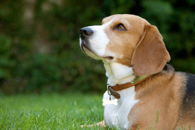 Animal rights campaigners have condemned Government decision to give the go-ahead to a facility which will breed beagles for experiments (file image)