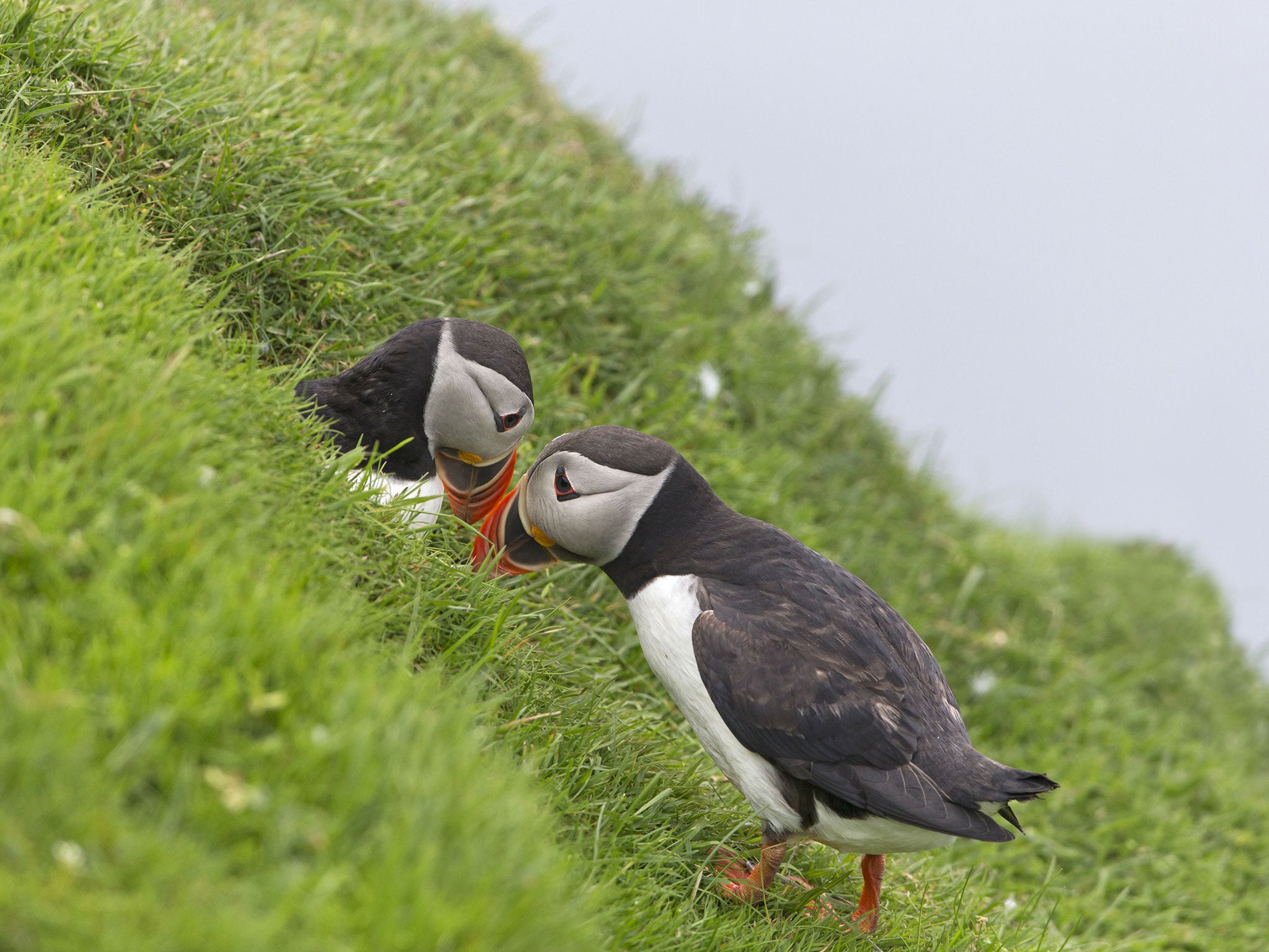 The number of breeding puffins on Fair Isle has halved in 30 years
