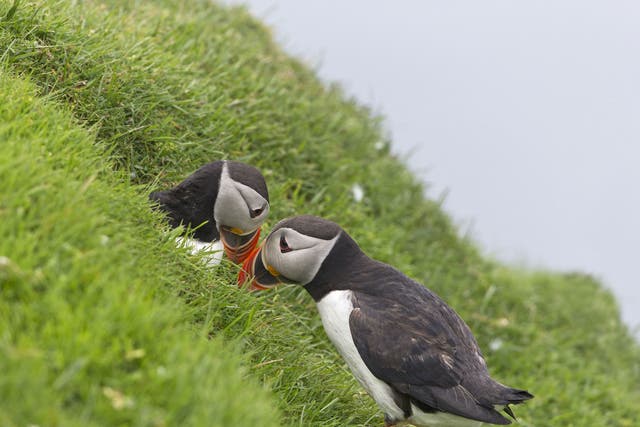 The number of breeding puffins on Fair Isle has halved in 30 years