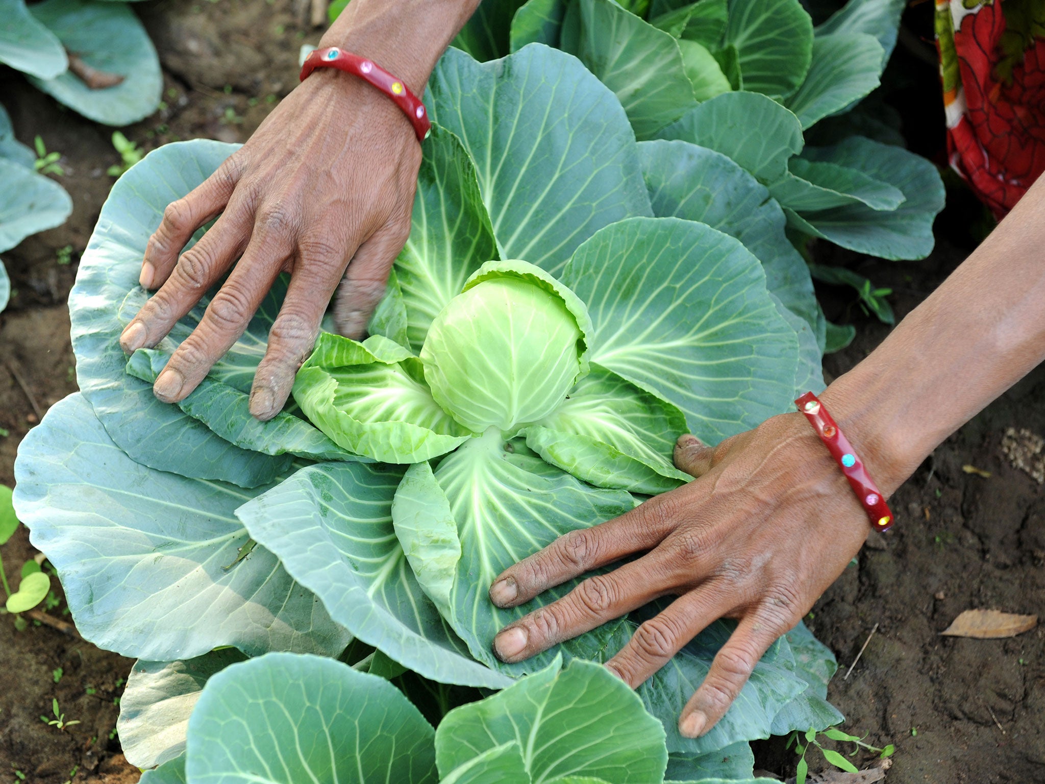 Cabbages are among the crops that diamondback moths eat