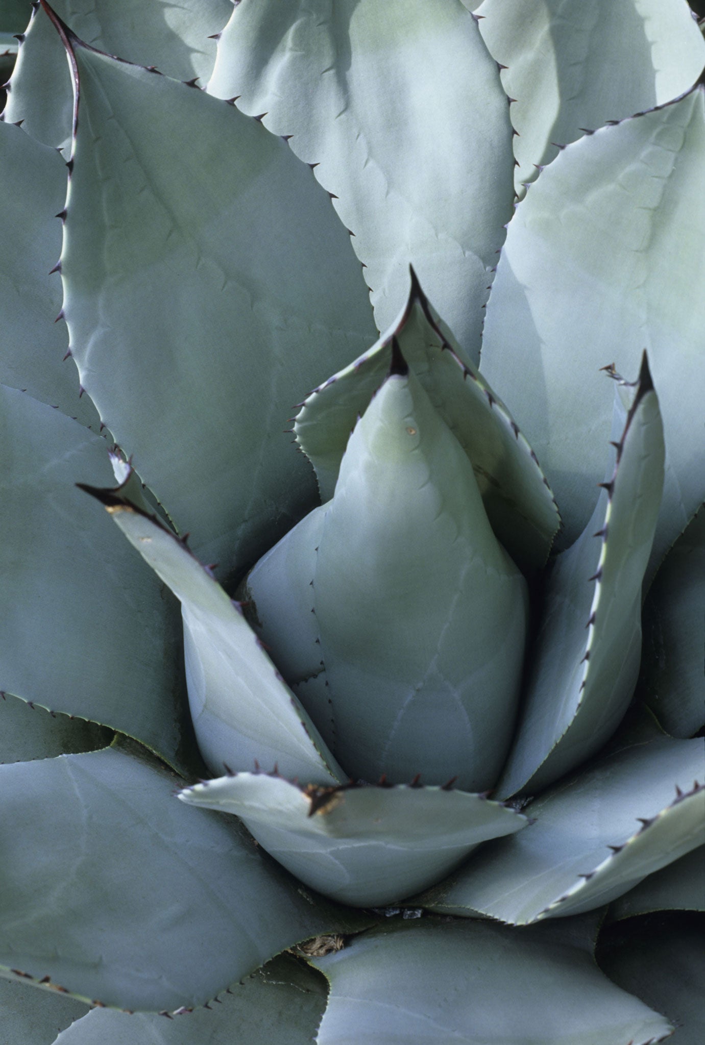 The agave is a spiky rosette of grey-green leaves that brings a touch of the Arizona desert to suburban England