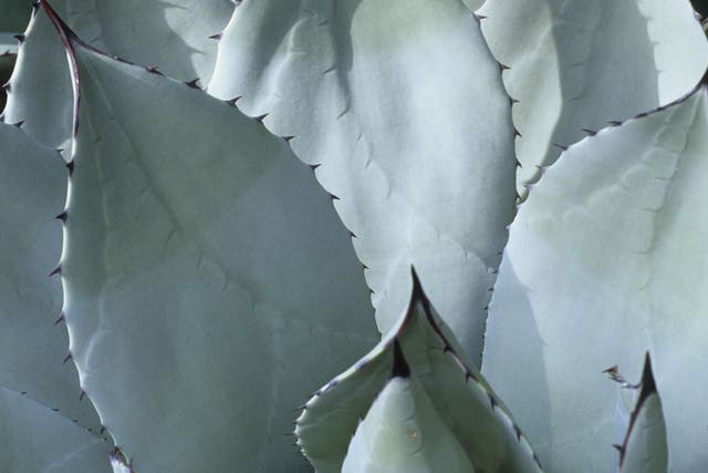 The agave is a spiky rosette of grey-green leaves that brings a touch of the Arizona desert to suburban England