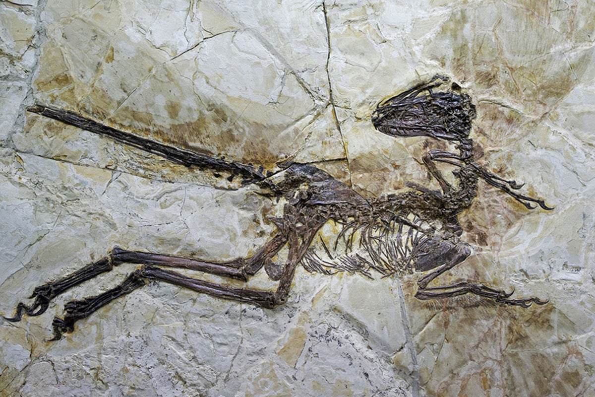 Barn owl-sized Velociraptor found in China had a t