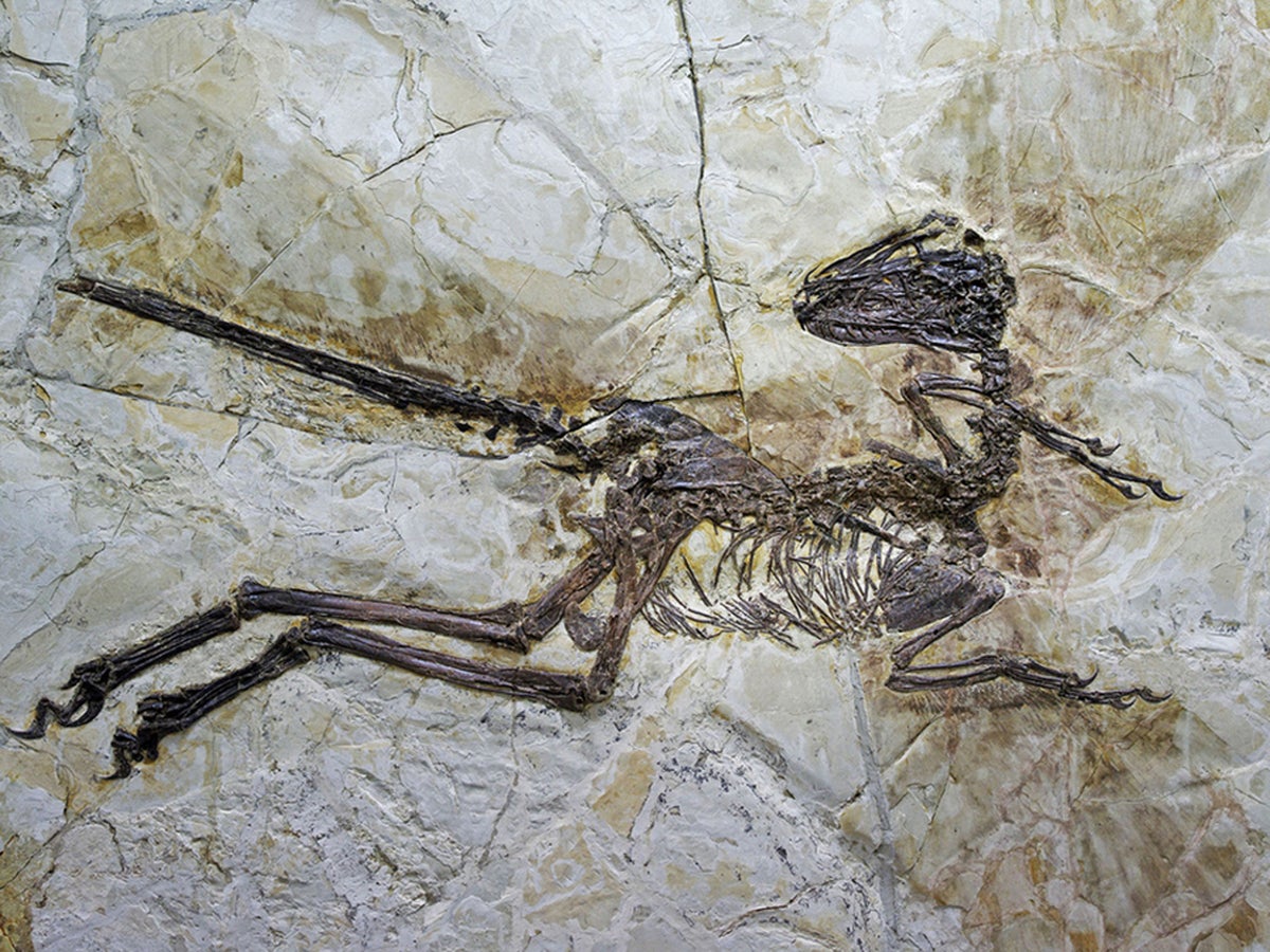 Velociraptors looked like 'big fluffy birds from hell', new fossil find  suggests | The Independent | The Independent