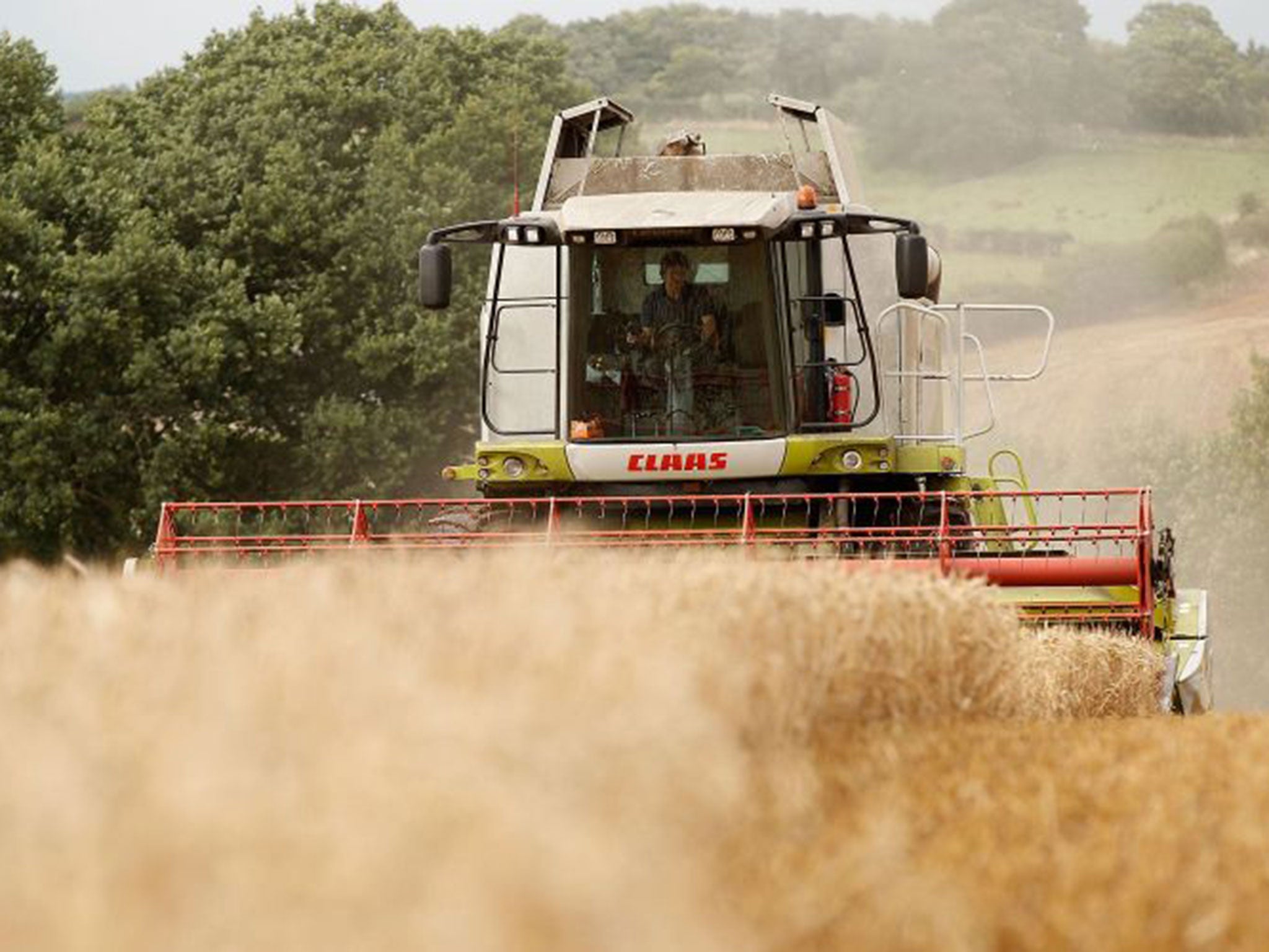 A combine harvester gathers wheat in fields at the start of harvesting