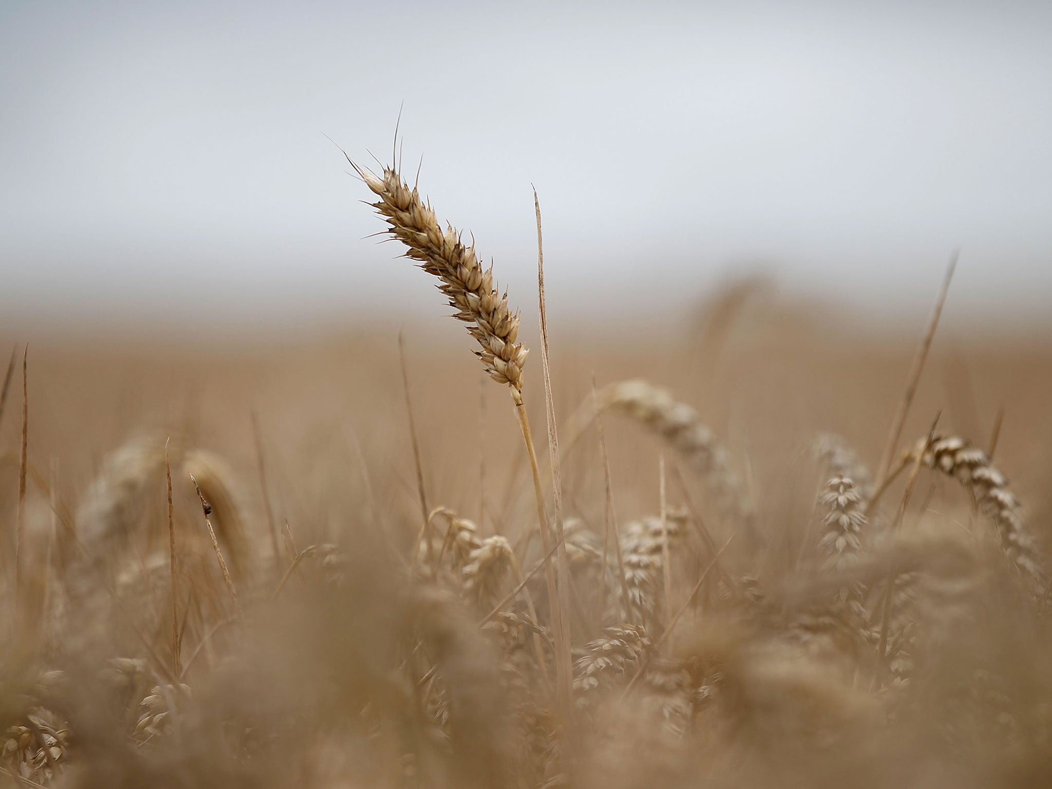 Ripe wheat waits to be harvested in fields at the start of harvesting (Getty)