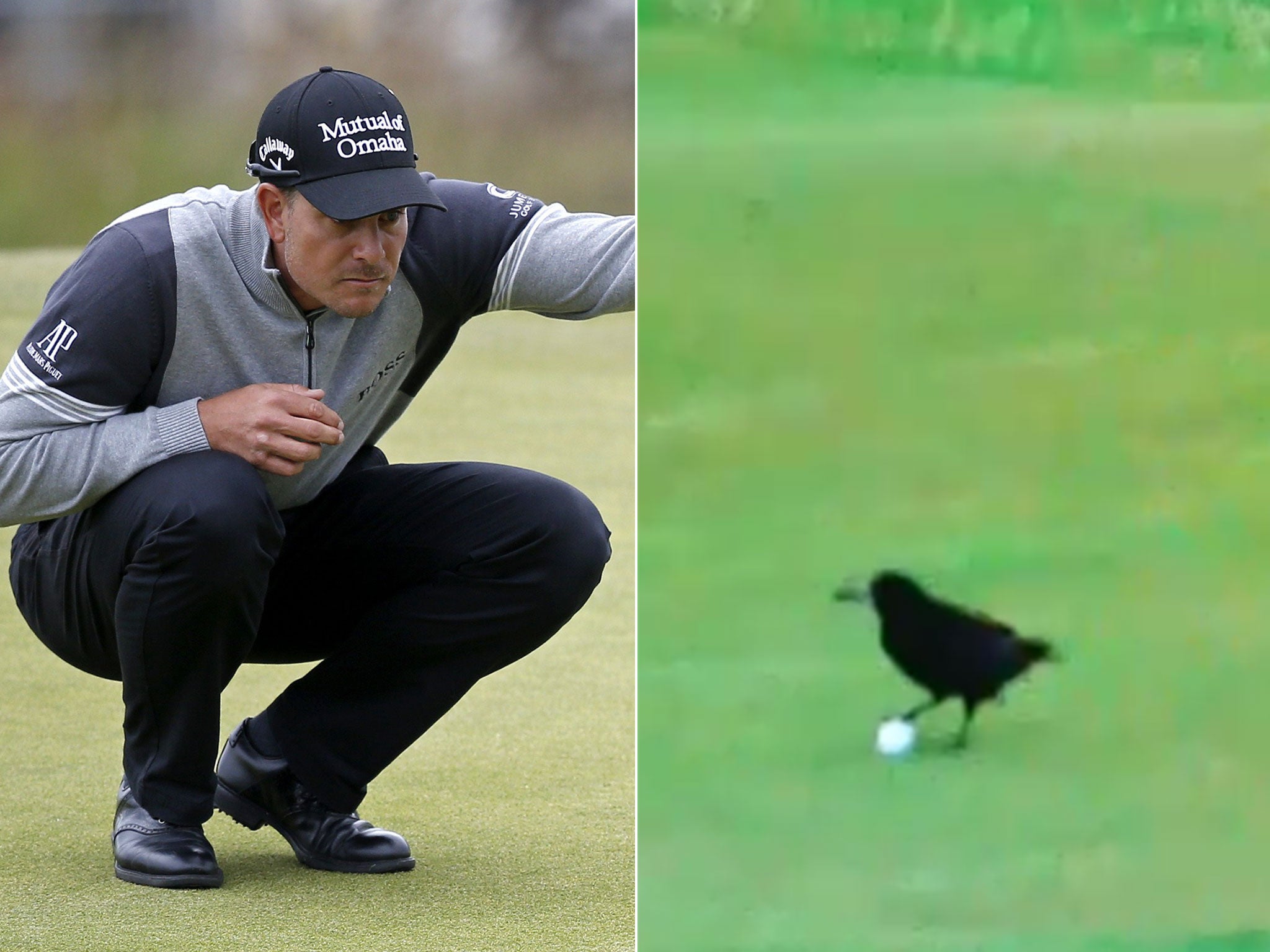 The Open 2015 Bird Tries To Steal Henrik Stenson S Ball On The 14th