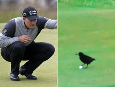 Stenson's ball swiped by a different kind of 'birdie'
