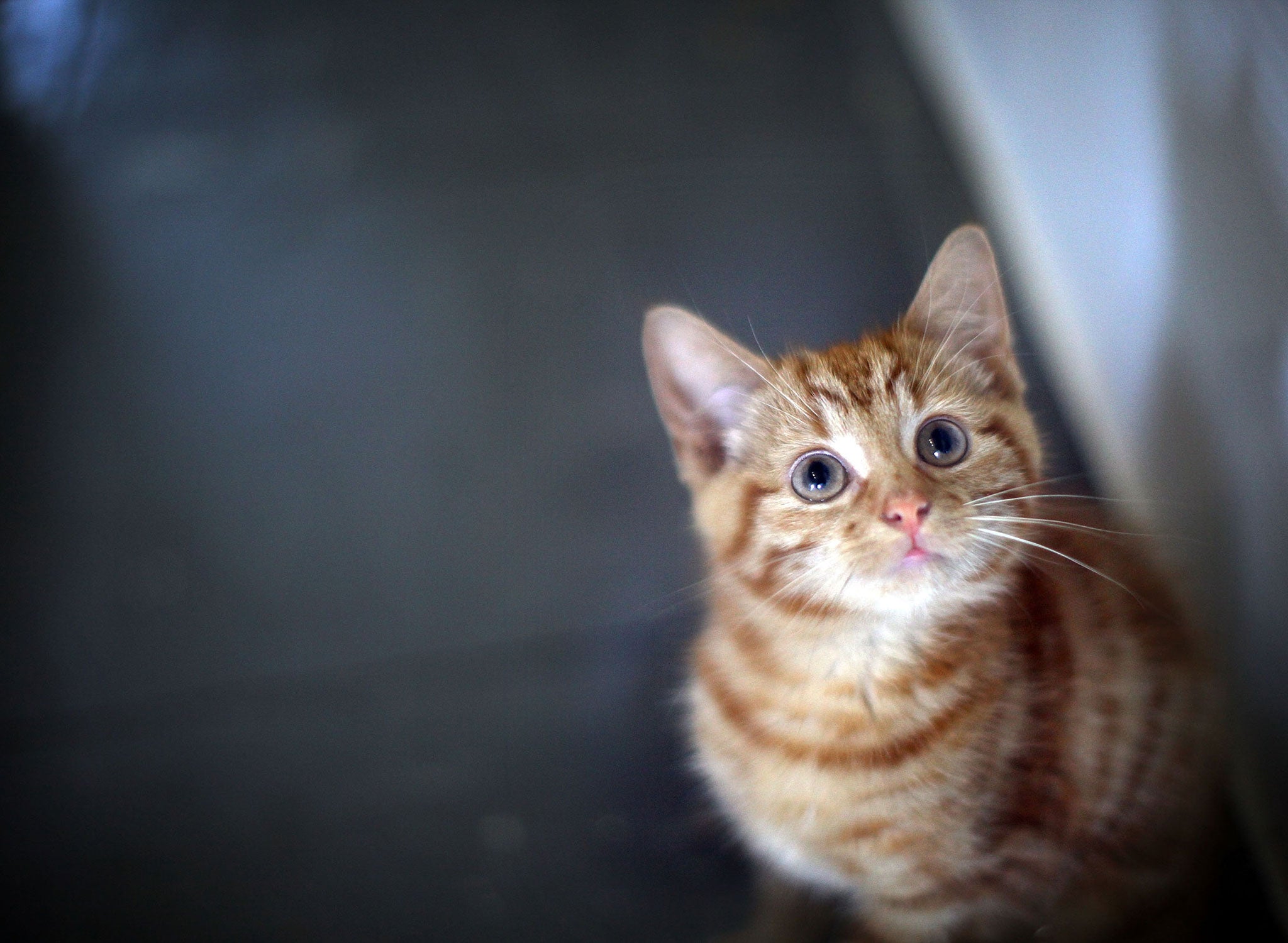 New Zealanders are the world's biggest cat owners