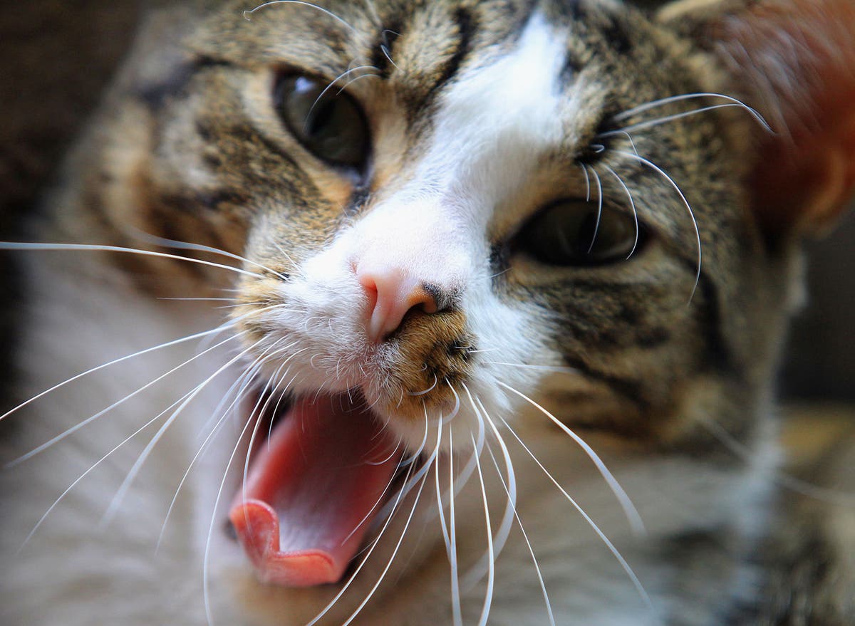 Australia's war on cats: Government plans to cull 2 million by 2020 ...