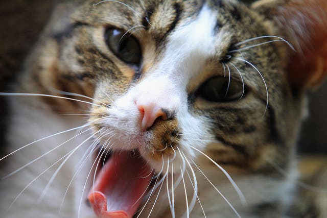The cat cull will aim to preserve a number of endangered species