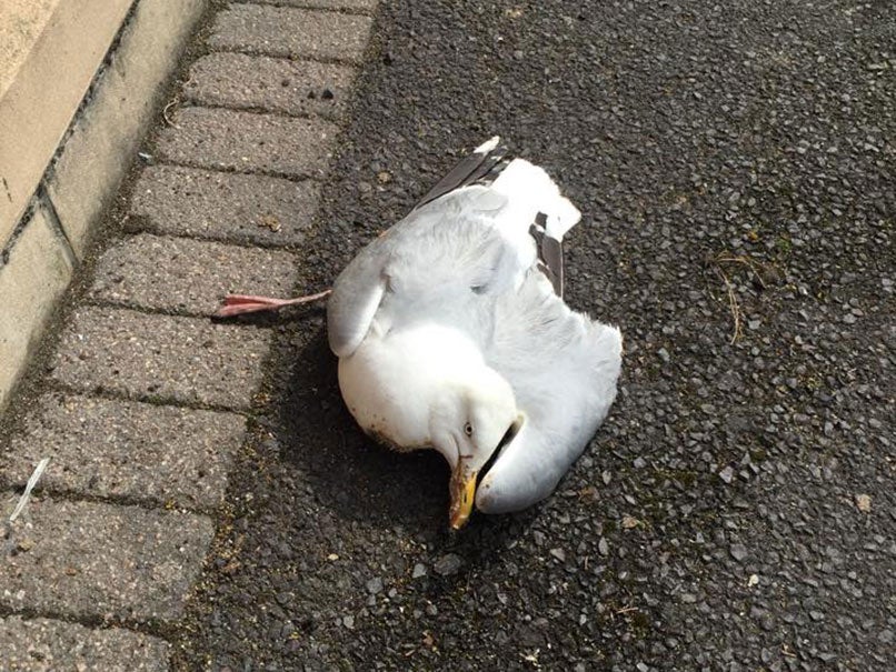 Dorset authorities posted this picture of the bird which was allegedly poisoned on purpose