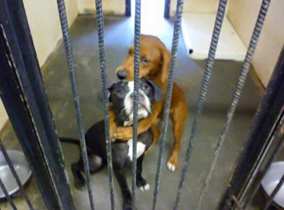 Kala and Keira in the pound