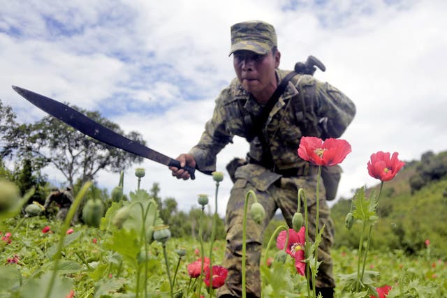 A Mexican soldier cuts off poppy flowers in an anti-drug operation. File photo
