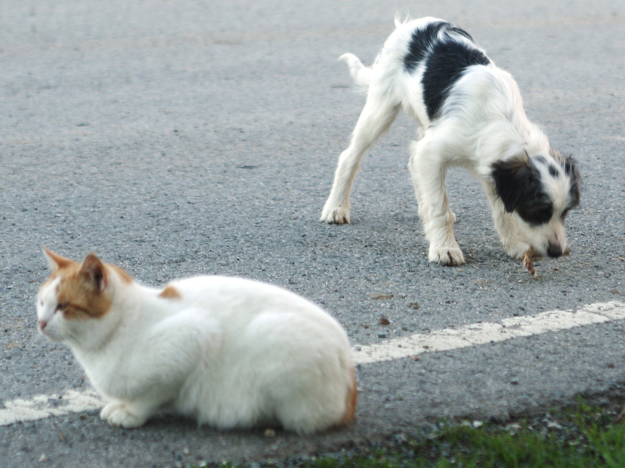 Cats and dogs in Trigueros del Valle now have similar rights to men and women. File photo