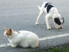 Spanish town grants cats and dogs citizenship